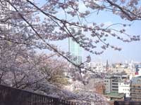 Sakura_080403bs.jpg