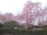 Sakura_080408bs.jpg